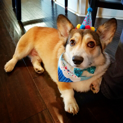 Winston - Corgi Owner: Kindsfater Harral in Enola, AR Winston - Corgi Owner: Kindsfater Harral in Enola, AR